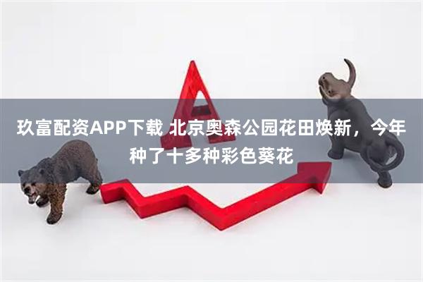 玖富配资APP下载 北京奥森公园花田焕新，今年种了十多种彩色葵花